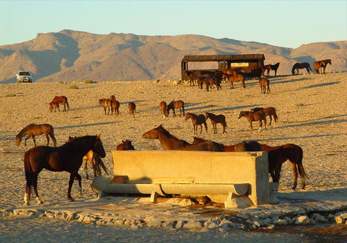 Klein-Aus Vista Desert Horse Inn Exterior photo